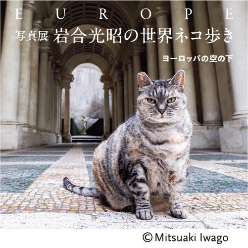 写真展 岩合光昭の世界ネコ歩き